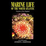 Marine Life of the North Atlantic