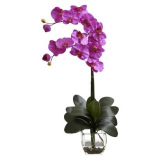 Double Stem Phalaenopsis Orchid in Glass Vase 27   Orchid