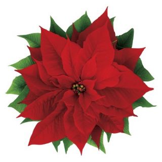 Paper House RED POINSETTIA