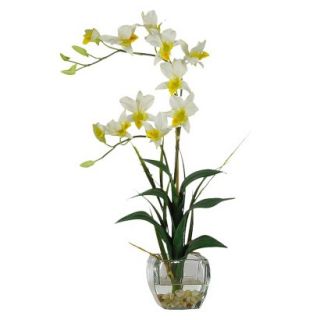Dendrobium Orchid in Glass Vase 22   Light Cream