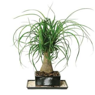Brussels Bonsai Ponytail Palm (Indoor) DT 7001PTP