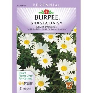 Burpee Daisy Shasta Silver Princess Flower Seed 30734