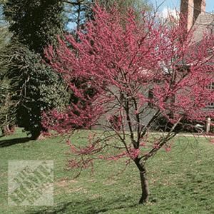 Oklahoma Redbud CERRE00BR0024FT