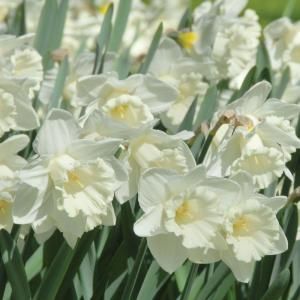 Martha Stewart Living Narcissus Mount Hood Dormant Bulbs (50 Pack) 70173