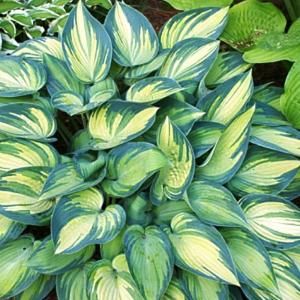 OnlinePlantCenter 1 gal. June Plantain Lily or Hosta Plant H3142CL