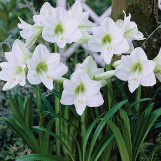 Garden Amaryllis White Dormant Bulbs (4 Pack) 70227