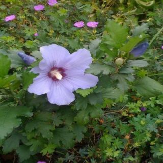 OnlinePlantCenter 1 gal. Blue Bird Rose of Sharon or Althea Shrub H3533CL