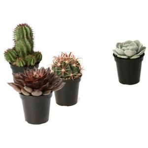 Altman Plants Assorted 3.5 in. Cactus and Succulents Plants (3 Pack + 1 Free) 0881015