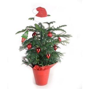 Costa Farms Living Pine Tree 6 in. Norfolk Island Red Decorations with Mylar and Topper ARD6