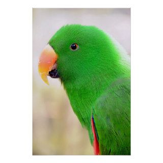 Green Parrot Poster