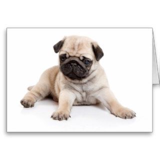 Cutest Pug Puppy Card