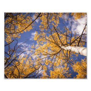 Sky and Aspen Photo