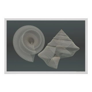 Conical Snail Shells Poster
