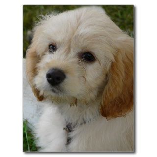 Puppy Love   Cute MaltiPoo Dog Photo Post Cards