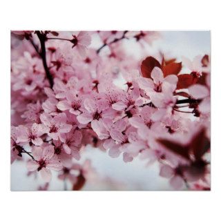 Japanese cherry blossom print