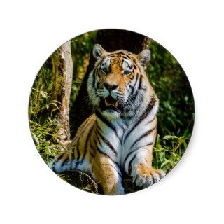 Siberian Tiger Amur Tiger Panthera Tigris Altaica Stickers