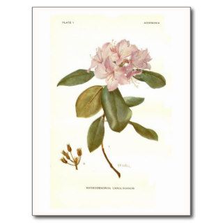 Rhododendron carolinianum post cards