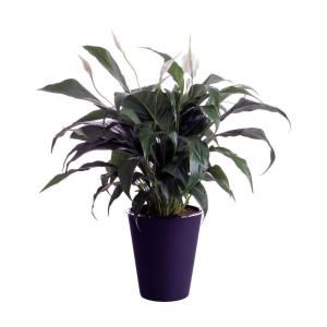 WaterWick 6 in. Spathiphyllum Peace Lily in Self Watering Pot SPATH6WWHD
