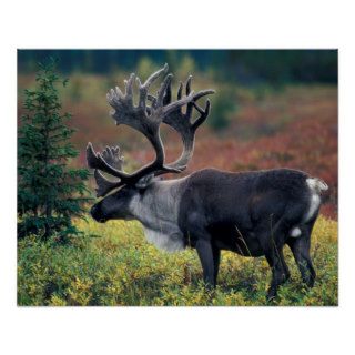 NA, USA, Alaska, Denali NP, Bull caribou 3 Poster
