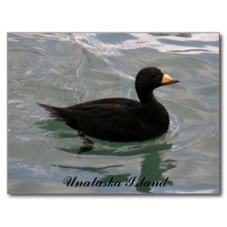 Black Scoter Duck, Unalaska Island Postcard