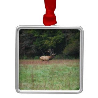 Eight 8 Point Bull Elk in Autumn Ornaments