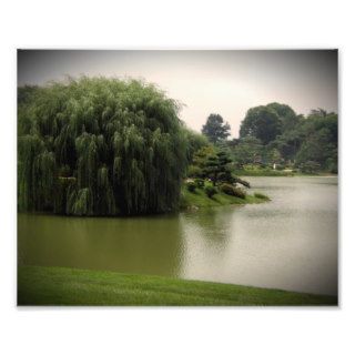 Willow Tree by Pond, Green Landscape Scenic Print Photo