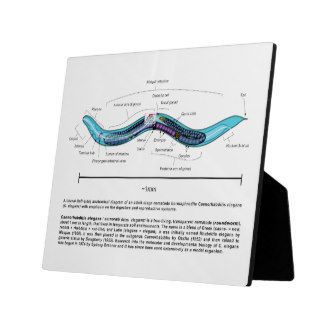 Nematode Roundworm Caenorhabditis Elegans Diagram Photo Plaques