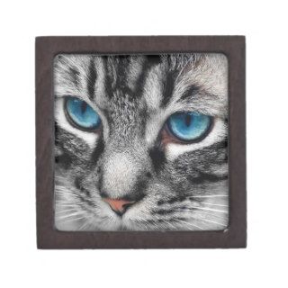 A PAL   Silver Tabby Cat with Blue Eyes Close Up Premium Gift Box