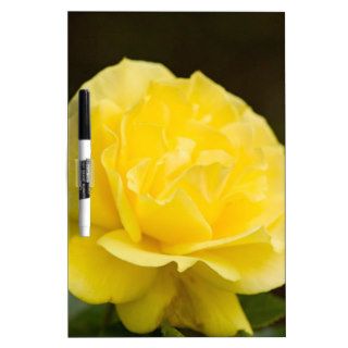 Golden Yellow Rose Isolated on Black Background Dry Erase Whiteboard