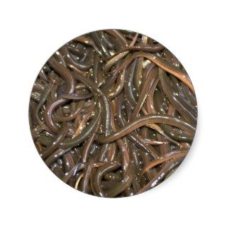 Baby eels round sticker