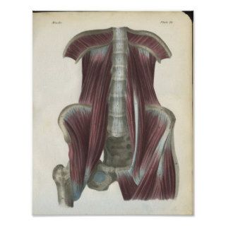 Abdominal & Pelvic Muscles Anatomy Print