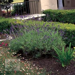 Lavender Pinnata SF0018