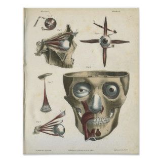 Eye Muscles and Skull Anatomy Print