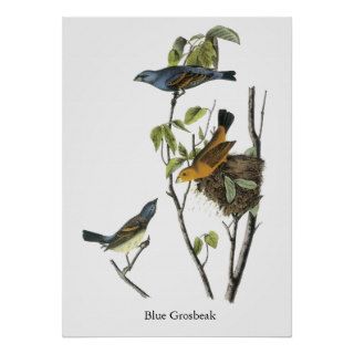 Blue Grosbeak John James Audubon Posters