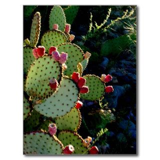 Prickly Pear Cactus Post Card