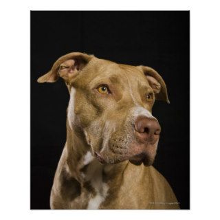 Portrait of red nose pitbull with black poster