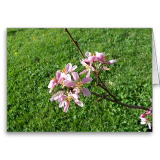 Crab Apple Tree Blossoms Card