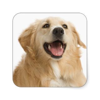 Happy Cute Golden Retriever Puppy Dog Stickers