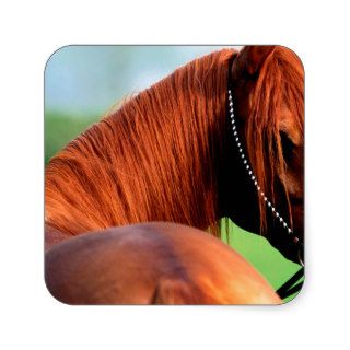 Horse Heres Looking At You Kid Arabian Square Stickers