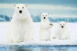 Polar Bears Family Animal Poster   Prints