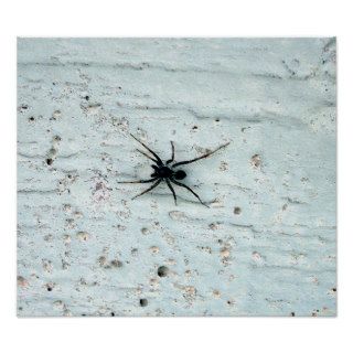 Black Spider Poster