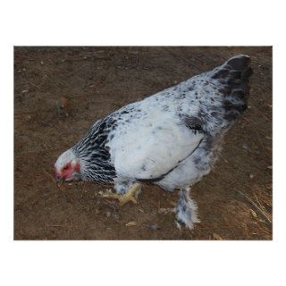 Brahma Chicken Print