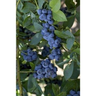 Sweet Berry Selections Earliblue Blueberry Fruit Bearing Potted Shrub BLBERLAQT