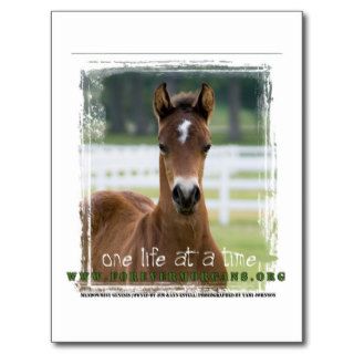 ForeverMorgans One Life at a Time Foal Post Card
