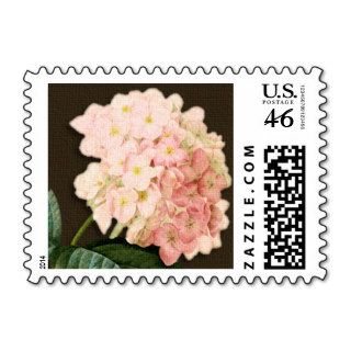 Pink Hydrangea on Brown Background Postage Stamps