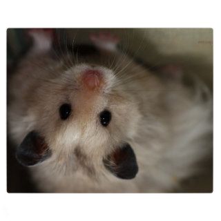 Cute Fluffy Hamster Display Plaque