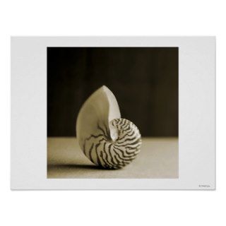 Seashell Print