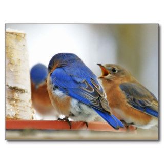 Blue birds coming for thawed water in the winter 2 postcards