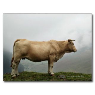 Portrait of a Cow, (Bos taurus), in foggy rural Postcard