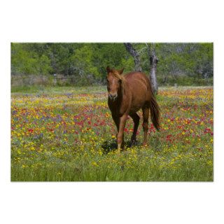 Quarter Horse in field of wildflowers near Poster